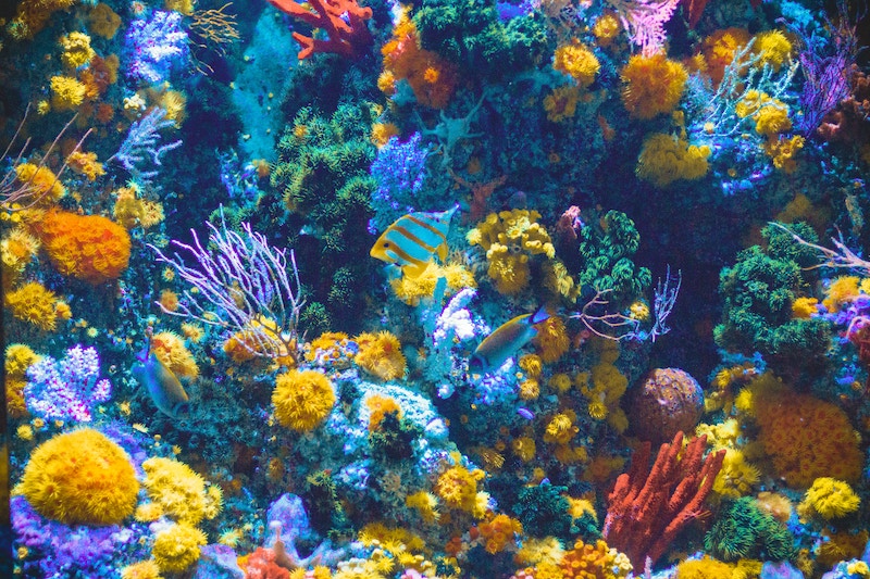 3 Attractions You Won't Want to Miss at the Aquarium of the Pacific