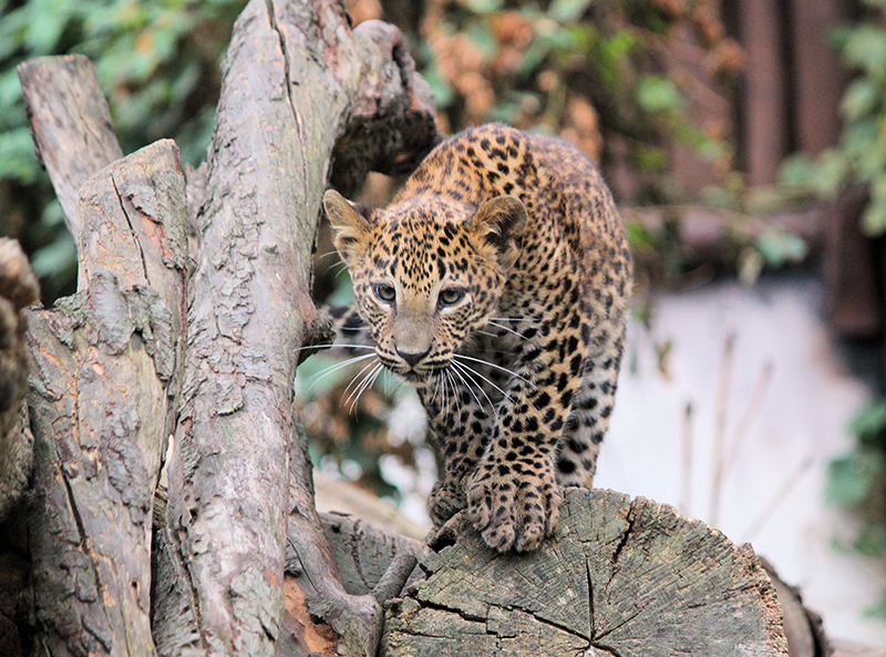 New Attractions at the Los Angeles Zoo and Botanical Gardens