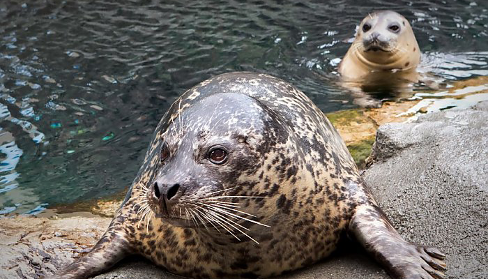 Aquarium of the Pacific